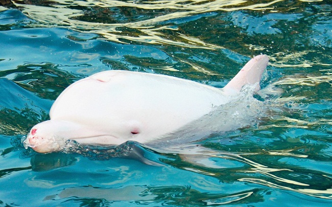 albínó delfin (albínó delfin, )