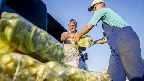 mezőgazdaság - piac (mezőgazdaság, piac, paprika, munkás, )
