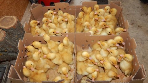 Napos kacsák (napos kacsa, kiskacsa, baromfi, baromfi, )