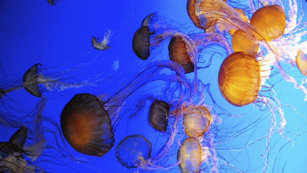 Medúza (medúza, )
