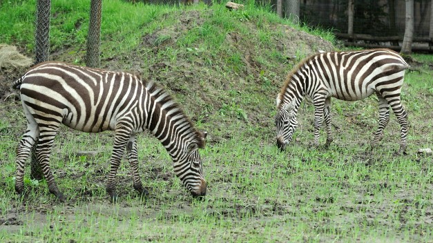 Zebra2 (zebracsikó, zebra, állatkert, )