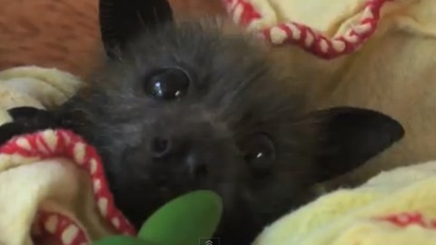 denevér (denevér, )