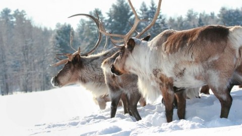 renszarvas(210x140).jpg (rénszarvas, )