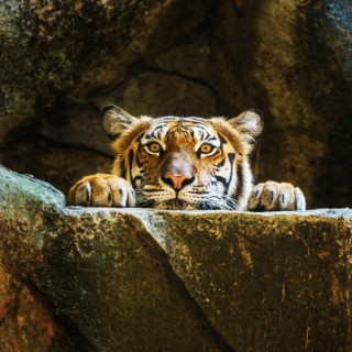tigris (tigris, )