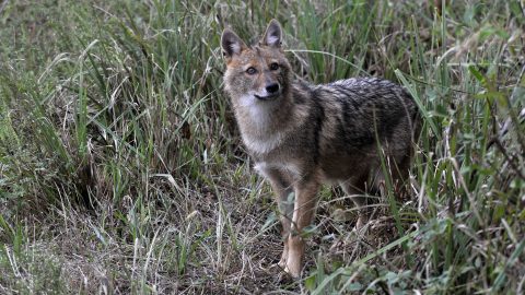 Aranysakál (aranysakál, )