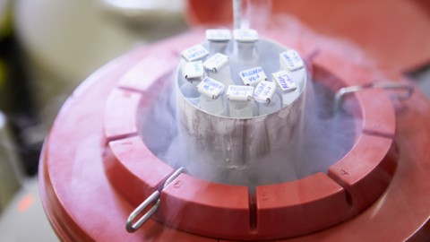 Spermabank (spermabank, )