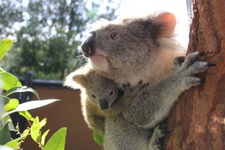 koala (koala, napi cuki, )