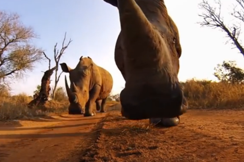 orrszarvú (orrszarvú, napi cuki, )