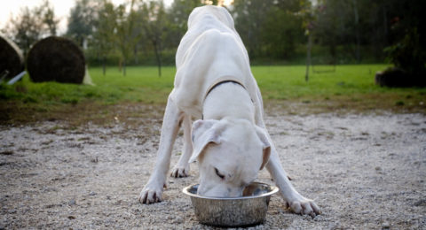 argentin dog (argentin dog, kutyamentés, állatkínzás, megette a pórázt)