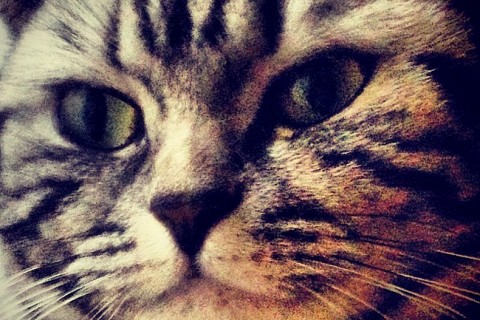 elveszett cica, Erzsi gyere haza (elveszett cica, Erzsi gyere haza)