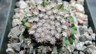 kaktusz (Mammillaria hernandezii, kaktusz)