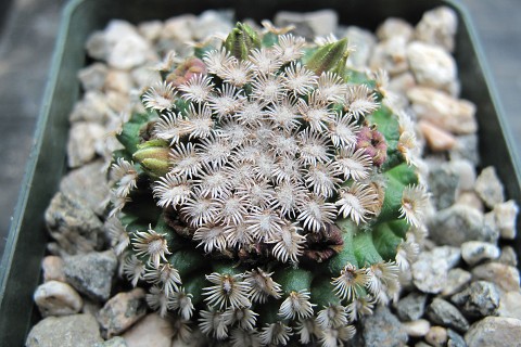 kaktusz (Mammillaria hernandezii, kaktusz)