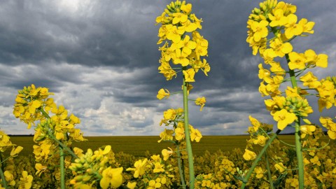 repce (repce, repcecsomag, mezőgazdaság, aratás, érés)