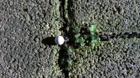 airsoft golyó (airsoft golyó)