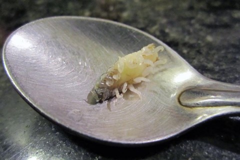 cymothoa-exigua(960x640).jpg (parazita, hal, )