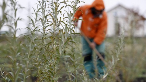 kozmunkas(210x140).jpg (közmunkás)