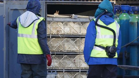 madárinfluenza hollandiában (madárinfluenza, hollandia)