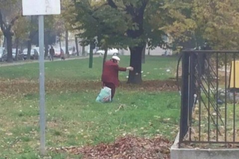 sirályetetés (sirályetetés)