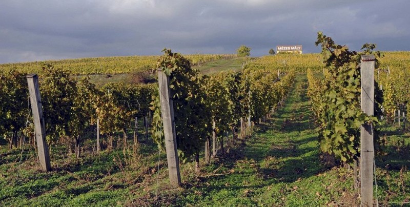 tokaji szőlő (tokaji, szőlő, )