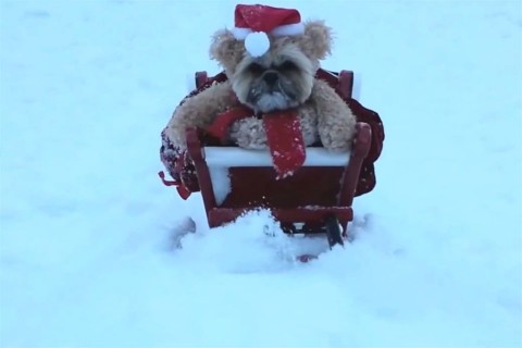 Munchkin-mikulas(960x640).jpg (cuki, kutya, mikulás, )