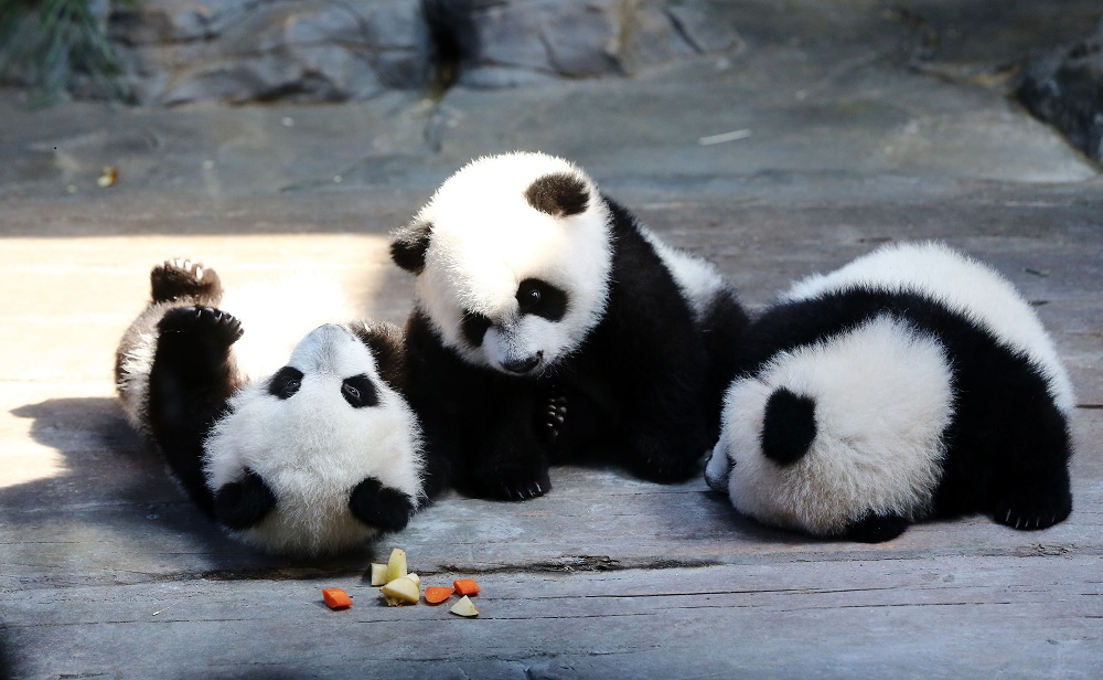 Pandaikrek (panda, pandabocs, ikrek, )