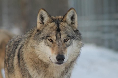 Szökött farkas (farkas, )