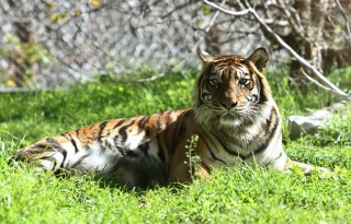 Szumátriai tigris (tigris, állatkert, jeruzsálem, )