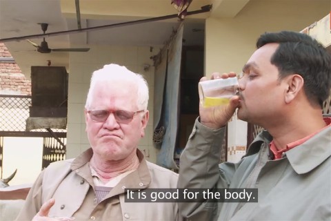 Tehenvizelet-ivas(960x640).jpg (vizelet, orvosság, )