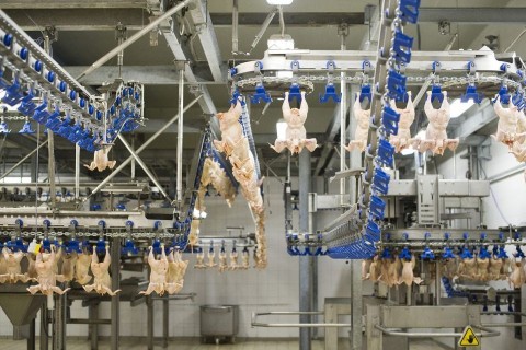 baromfifeldolgozo(210x140).jpg (baromfi, hús)