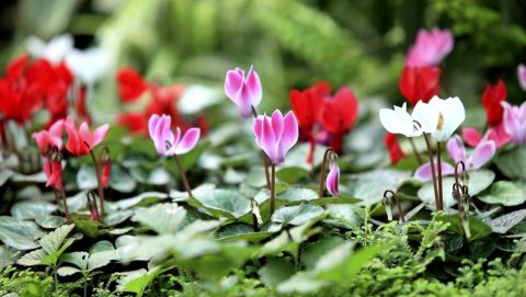 ciklámen (ciklámen, virág, növény)