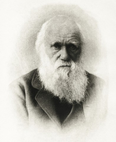 darwin (darwin)