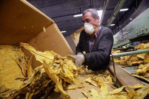 dohanygyar(210x140).jpg (dohány, dohánygyár, continental, )