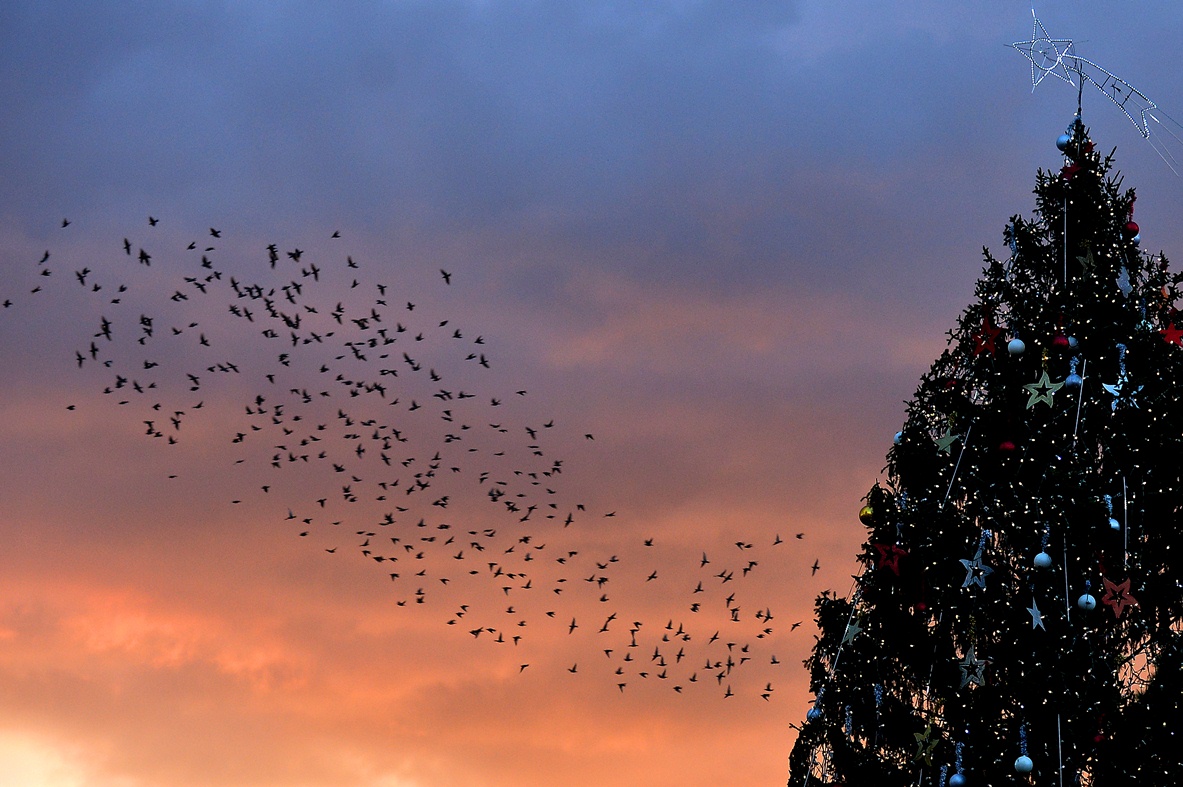 giccs karácsonyfával (karácsonyfa, karácsony, )