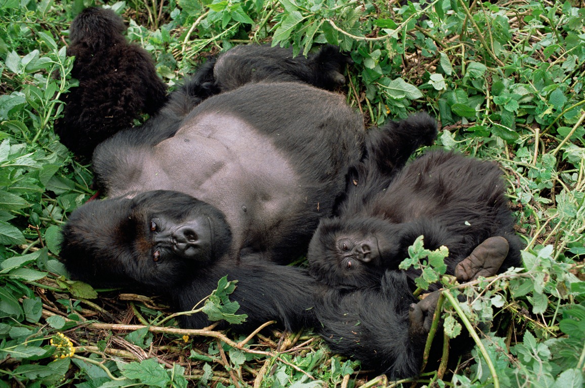 gorillák (gorilla, virunga)