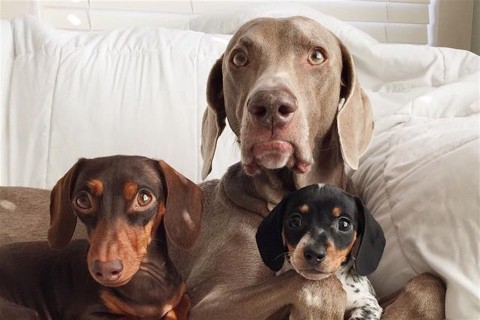 harlow(960x640).jpg (harlowe and indiana, )