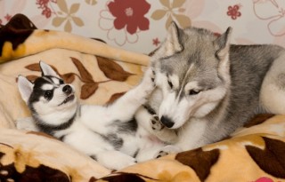 husky (husky, )