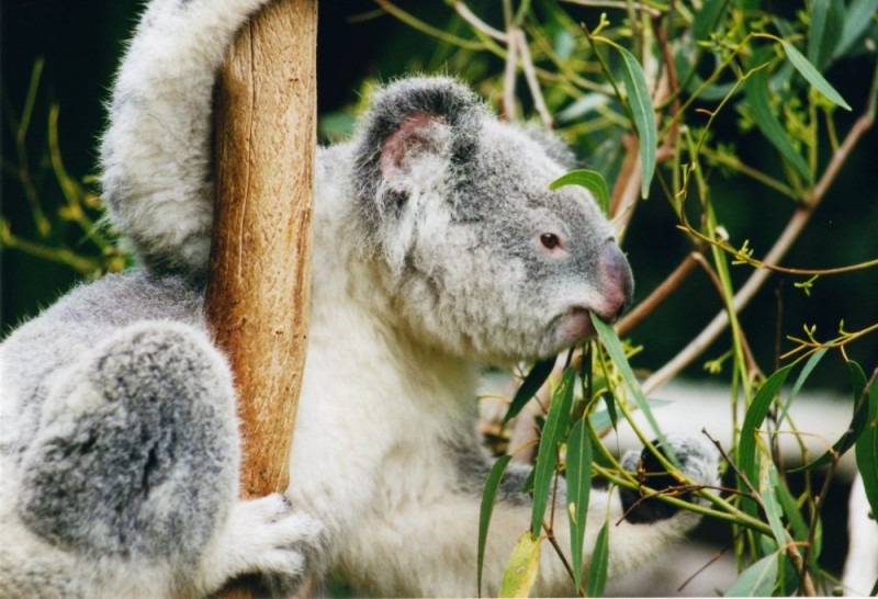 koala (koala, )