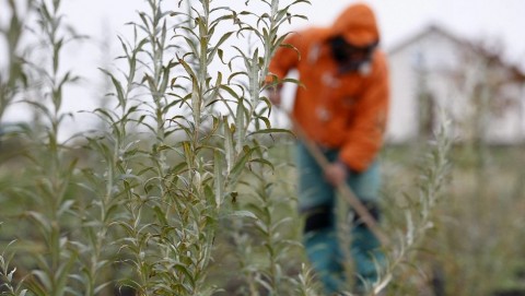 kozmunkas(210x140).jpg (közmunkás)