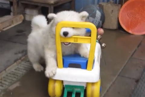 kutya(1)(960x640).jpg (kutya, )