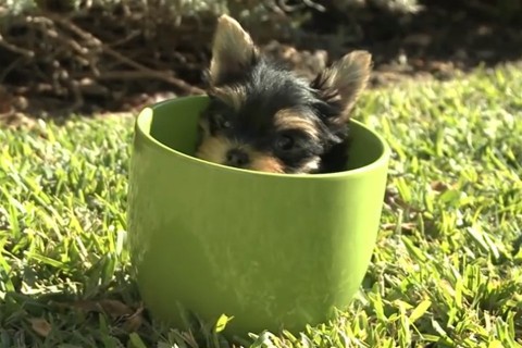 kutya(2)(960x640).jpg (kutya)