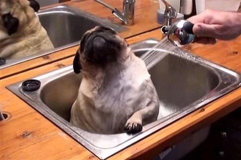 kutya(45bd3b7e-2a81-48b6-8494-22c65f5b76e7)(960x640).jpg (kutya, )