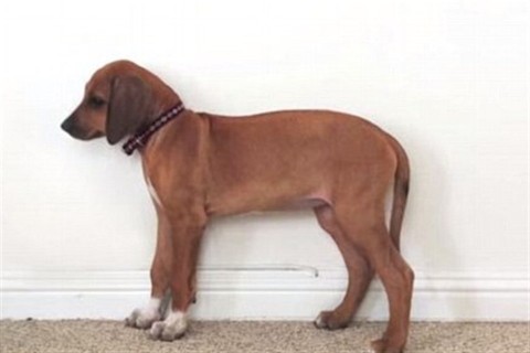 kutya(960x640).jpg (kutya)