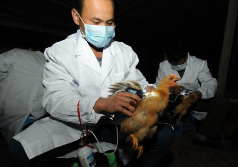 madarinfluenza(210x140).jpg (madárinfluenza, )