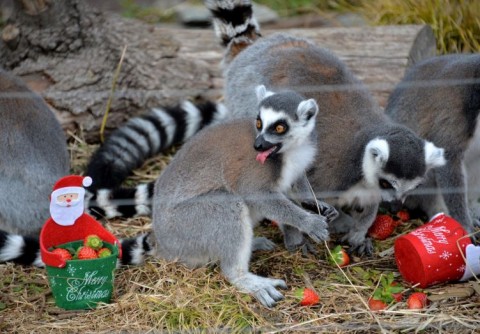 makikarácsony (maki, karácsony)