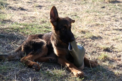 mancs film (mancs, mentőkutya, film, )