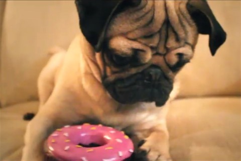 mopsz(960x640).jpg (napi cuki, )