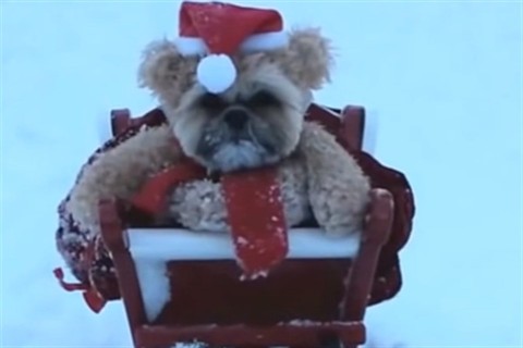 munchkin(960x640).jpg (kutya)