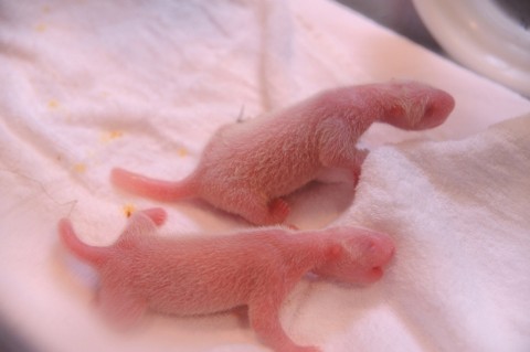 pandaikrek (pandaikrek, panda)