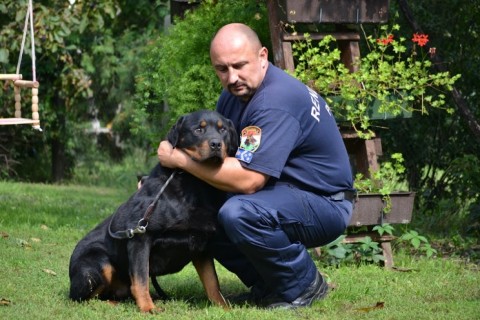 rottweiler (rottweiler, )