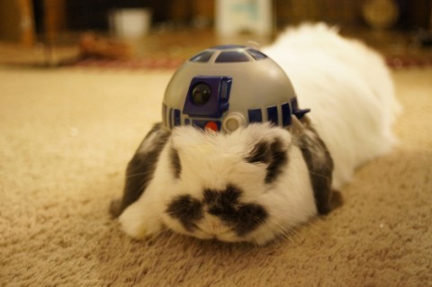 starwars (star wars, )